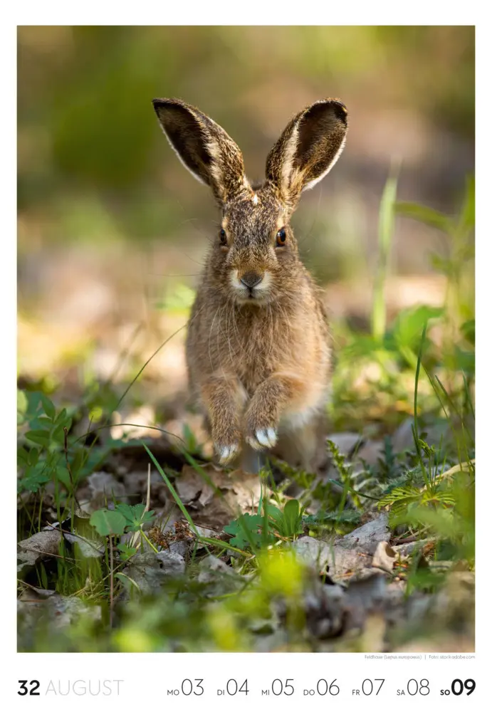 Bild: 9783838436456 | Natur Wochenkalender 2026 | Ackermann Kunstverlag GmbH | Kalender