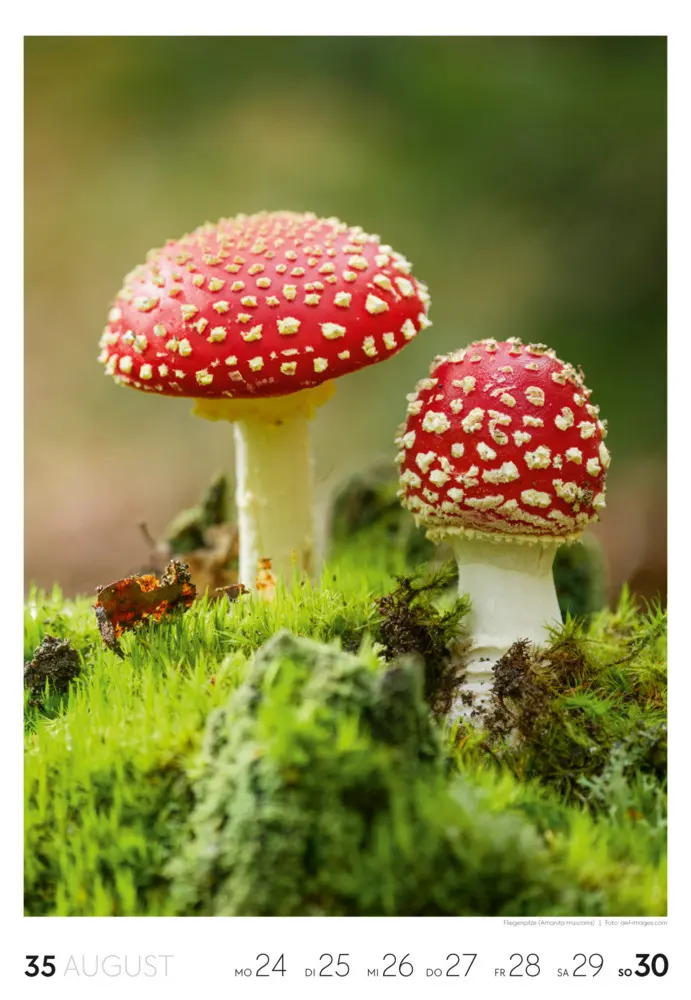 Bild: 9783838436456 | Natur Wochenkalender 2026 | Ackermann Kunstverlag GmbH | Kalender