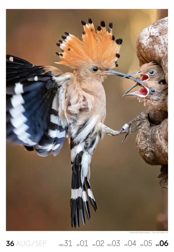 Bild: 9783838436456 | Natur Wochenkalender 2026 | Ackermann Kunstverlag GmbH | Kalender