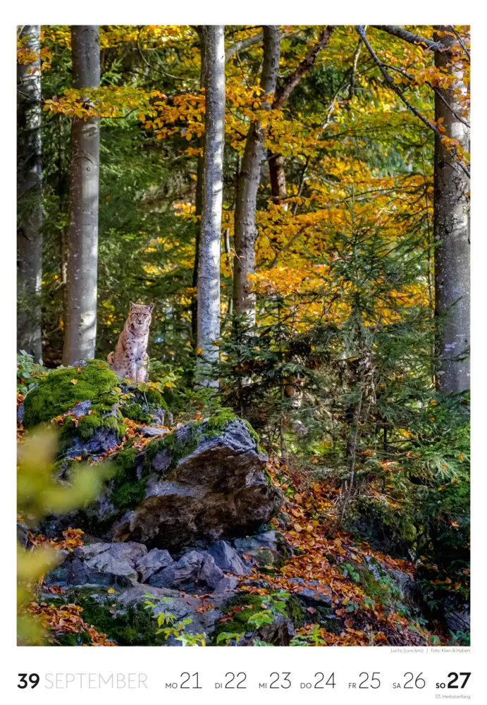 Bild: 9783838436456 | Natur Wochenkalender 2026 | Ackermann Kunstverlag GmbH | Kalender