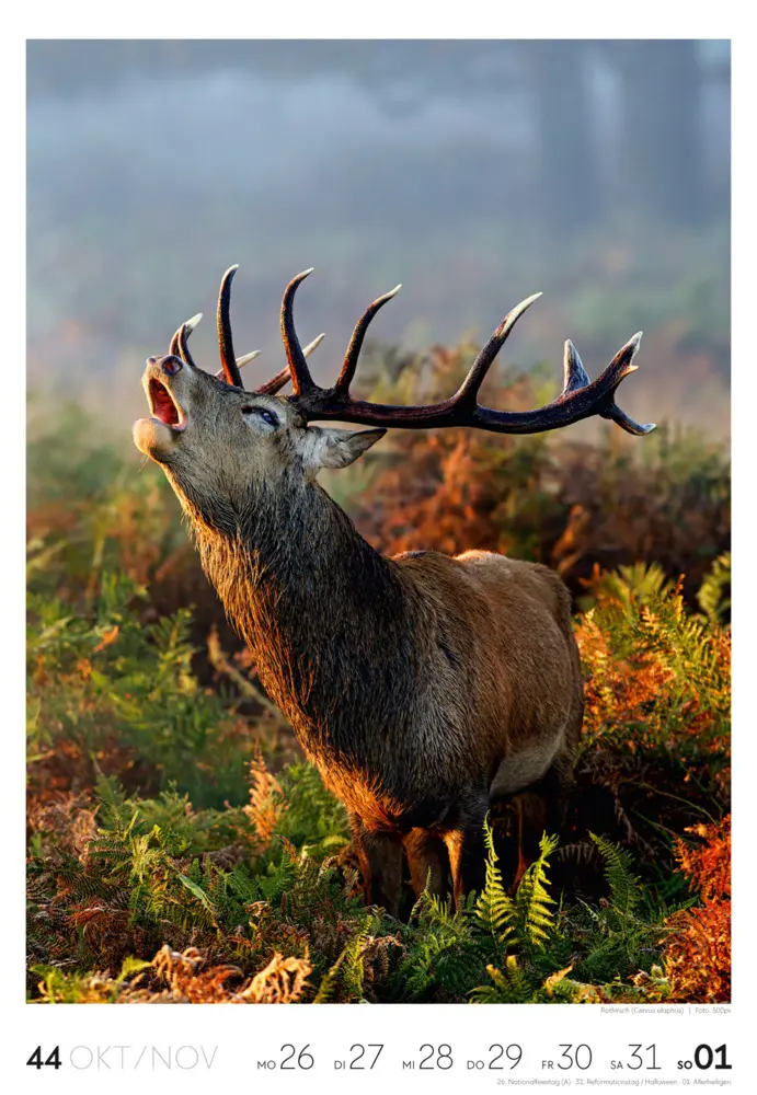 Bild: 9783838436456 | Natur Wochenkalender 2026 | Ackermann Kunstverlag GmbH | Kalender