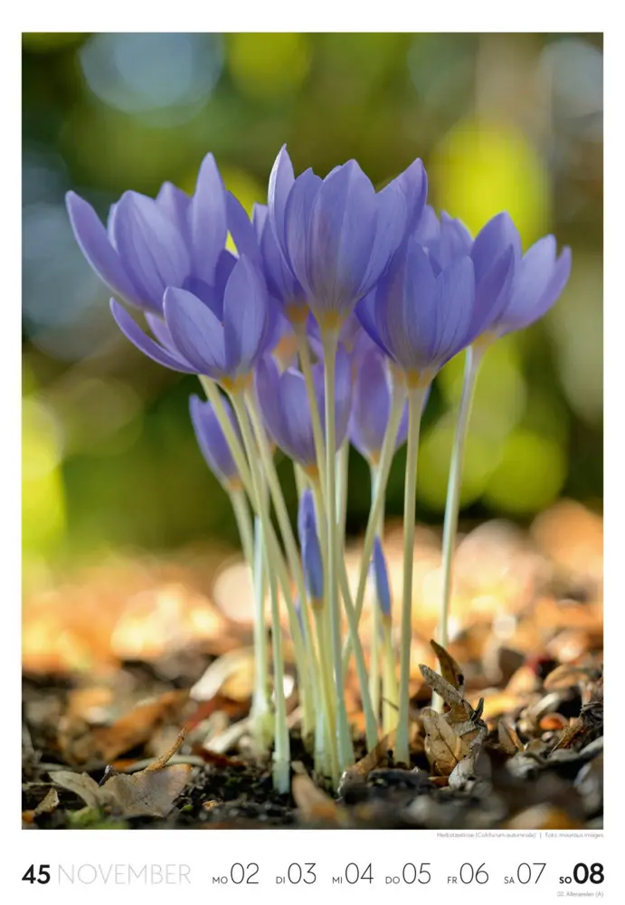 Bild: 9783838436456 | Natur Wochenkalender 2026 | Ackermann Kunstverlag GmbH | Kalender