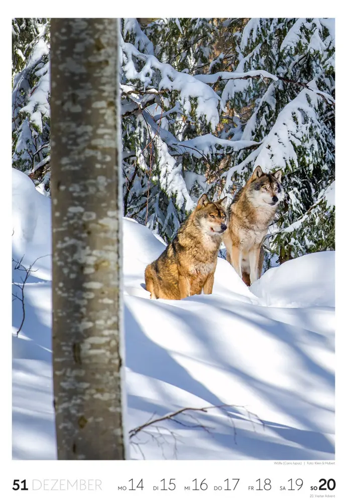 Bild: 9783838436456 | Natur Wochenkalender 2026 | Ackermann Kunstverlag GmbH | Kalender