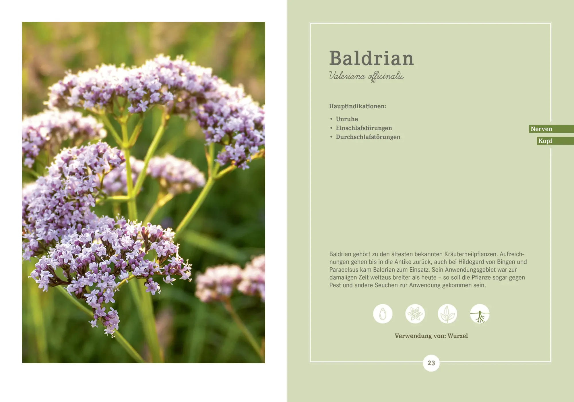 Bild: 9783927216556 | Apotheken Umschau: Heilpflanzen | Hans Haltmeier (u. a.) | Buch | 2020