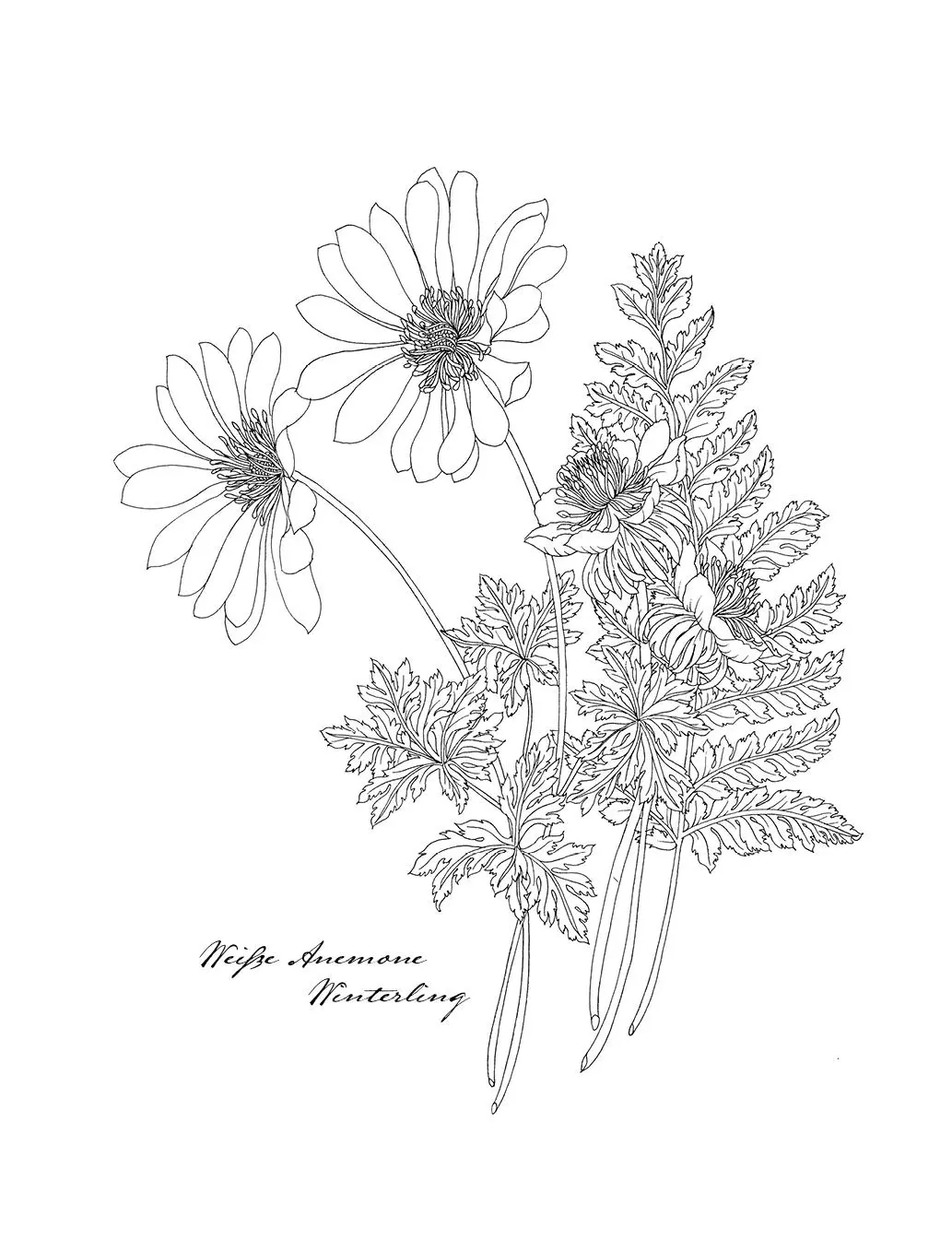 Bild: 9783747406656 | Wunderbare Blütenwelt | Leila Duly (u. a.) | Buch | 104 S. | Deutsch