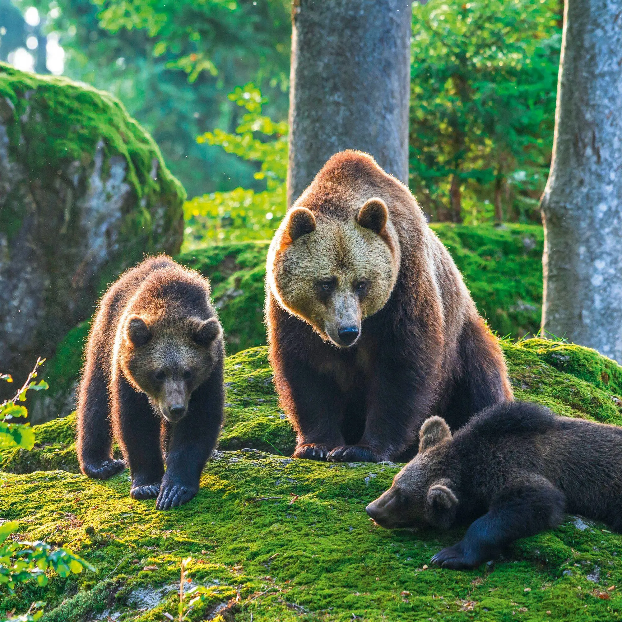 Bild: 9783959296656 | Bears 2027 | Kalender 2027 | Kalender | 28 S. | Englisch | 2027
