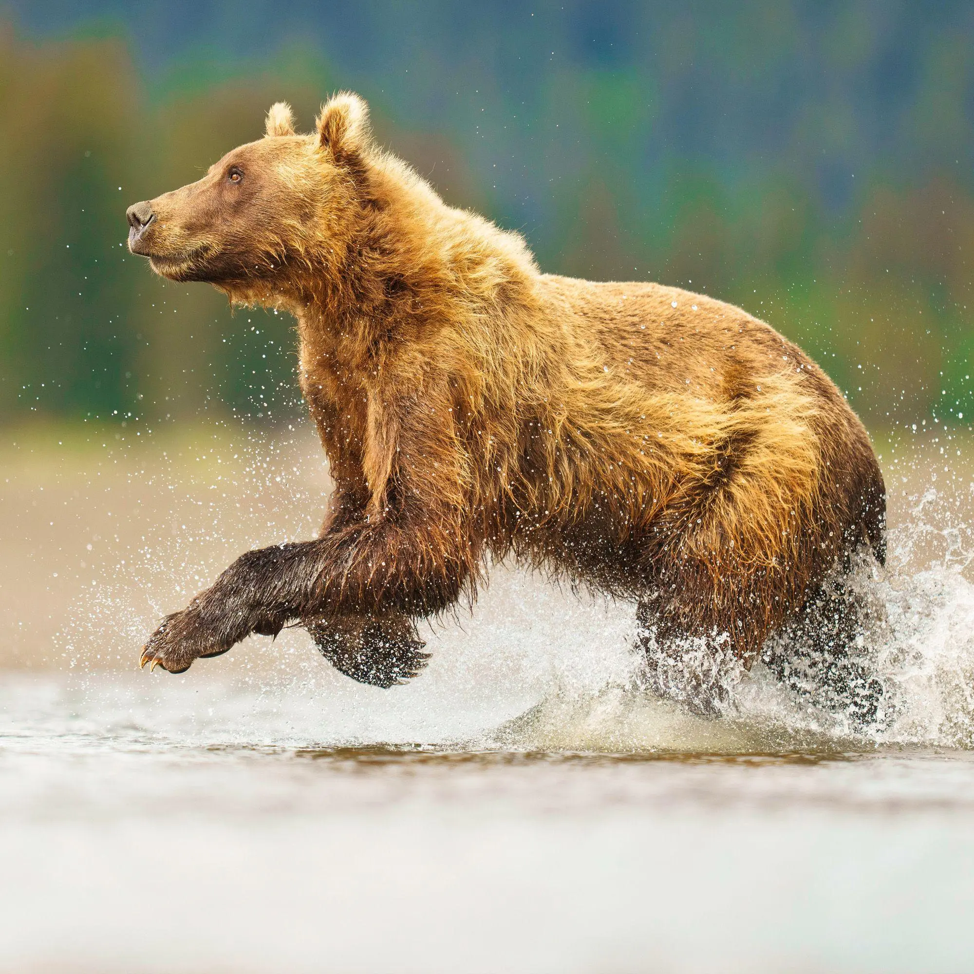 Bild: 9783959296656 | Bears 2027 | Kalender 2027 | Kalender | 28 S. | Englisch | 2027