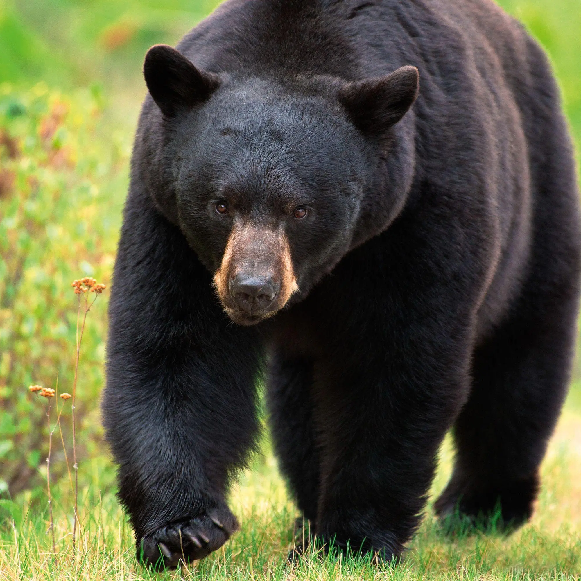 Bild: 9783959296656 | Bears 2027 | Kalender 2027 | Kalender | 28 S. | Englisch | 2027