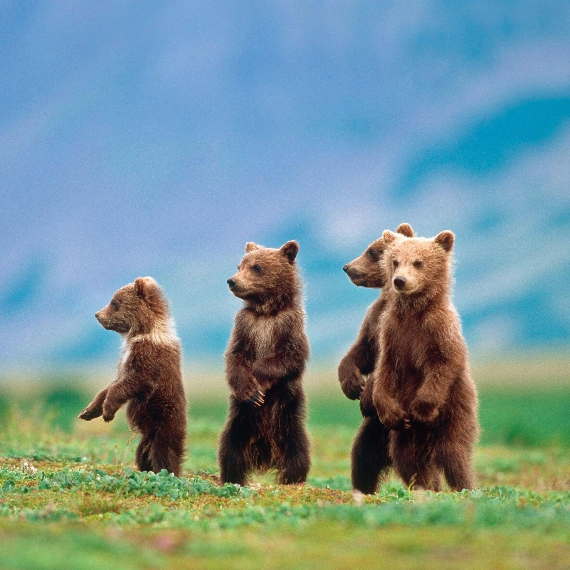 Bild: 9783959296656 | Bears 2027 | Kalender 2027 | Kalender | 28 S. | Englisch | 2027