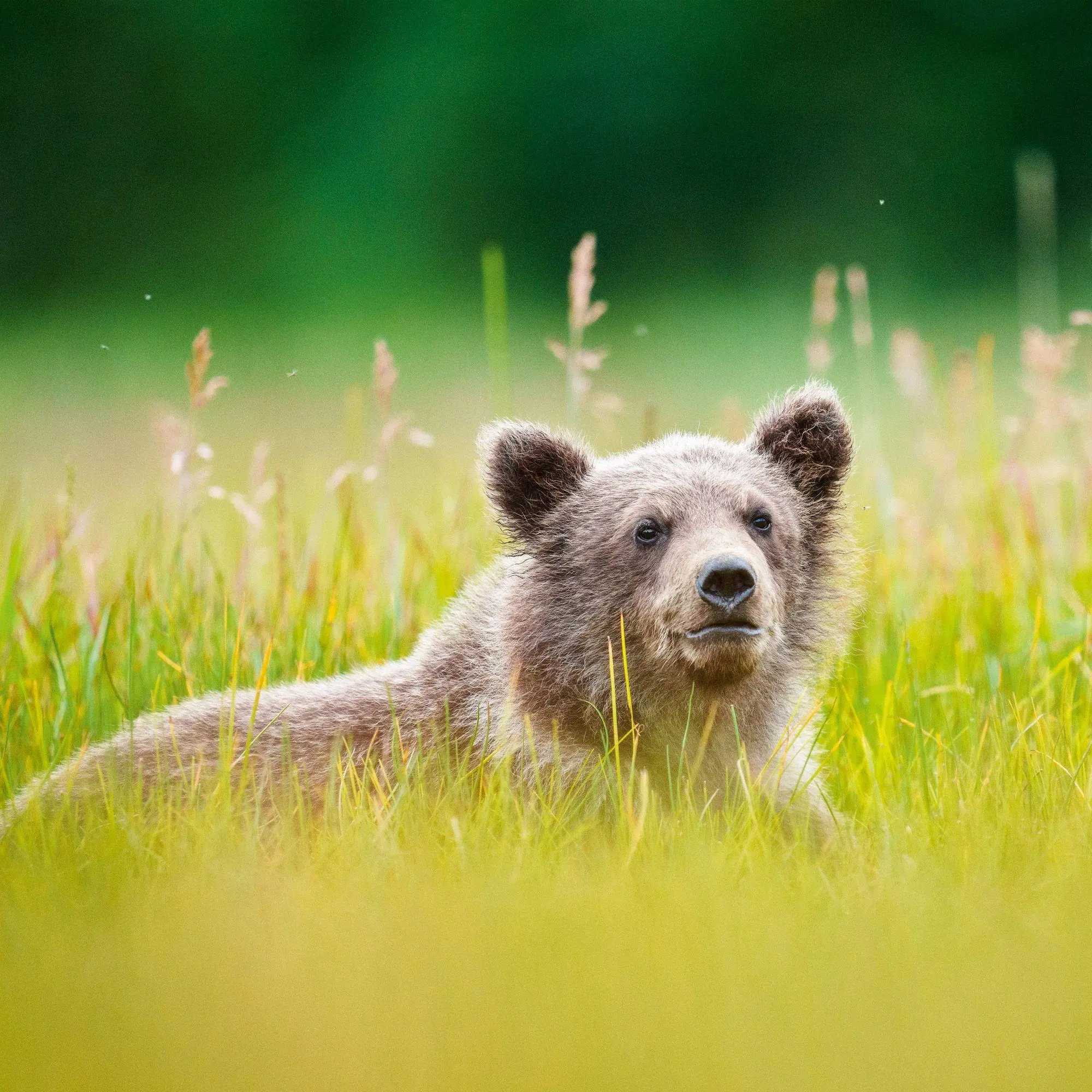 Bild: 9783959296656 | Bears 2027 | Kalender 2027 | Kalender | 28 S. | Englisch | 2027