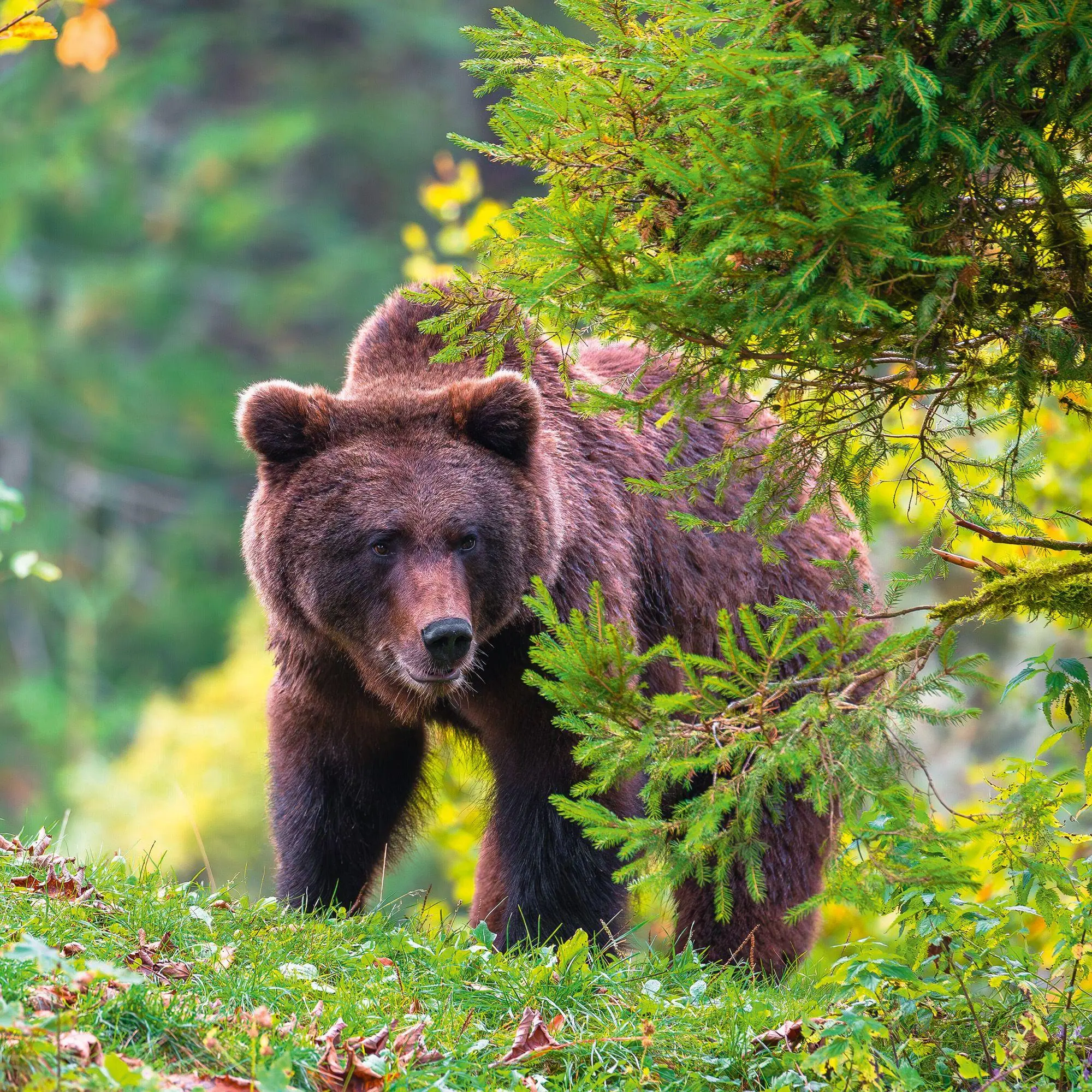 Bild: 9783959296656 | Bears 2027 | Kalender 2027 | Kalender | 28 S. | Englisch | 2027