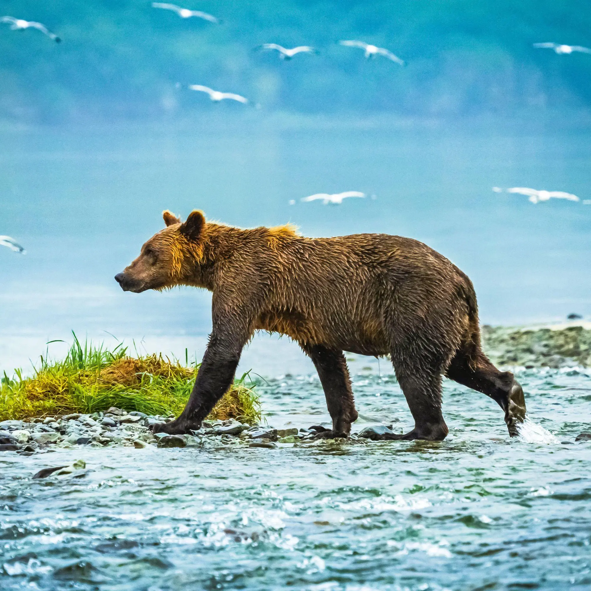 Bild: 9783959296656 | Bears 2027 | Kalender 2027 | Kalender | 28 S. | Englisch | 2027