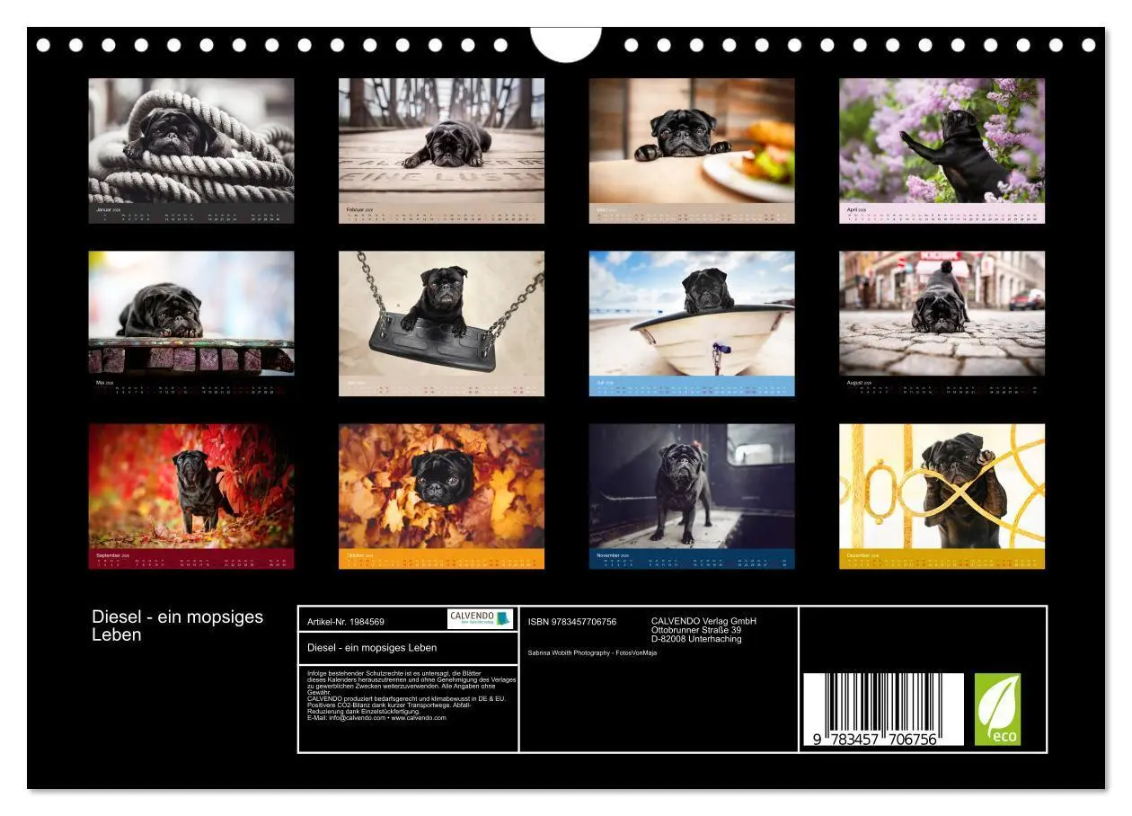 Bild: 9783457706756 | Diesel - ein mopsiges Leben (Wandkalender 2026 DIN A4 quer),...