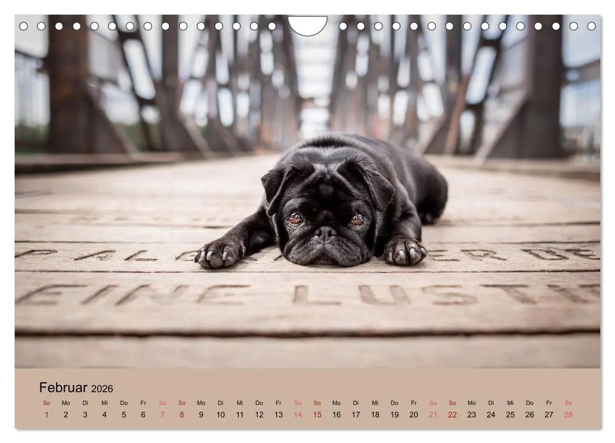 Bild: 9783457706756 | Diesel - ein mopsiges Leben (Wandkalender 2026 DIN A4 quer),...
