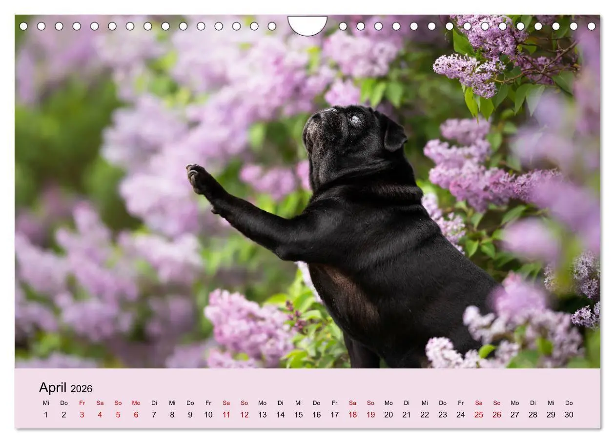 Bild: 9783457706756 | Diesel - ein mopsiges Leben (Wandkalender 2026 DIN A4 quer),...