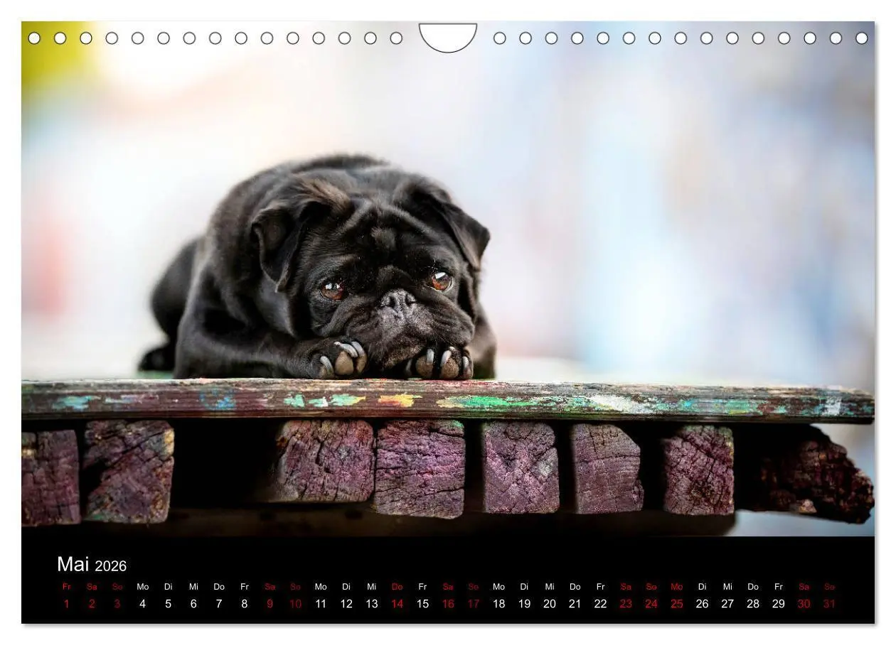 Bild: 9783457706756 | Diesel - ein mopsiges Leben (Wandkalender 2026 DIN A4 quer),...