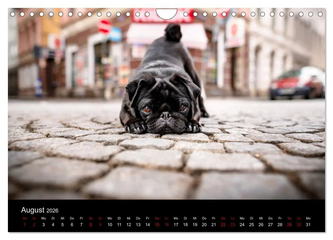Bild: 9783457706756 | Diesel - ein mopsiges Leben (Wandkalender 2026 DIN A4 quer),...