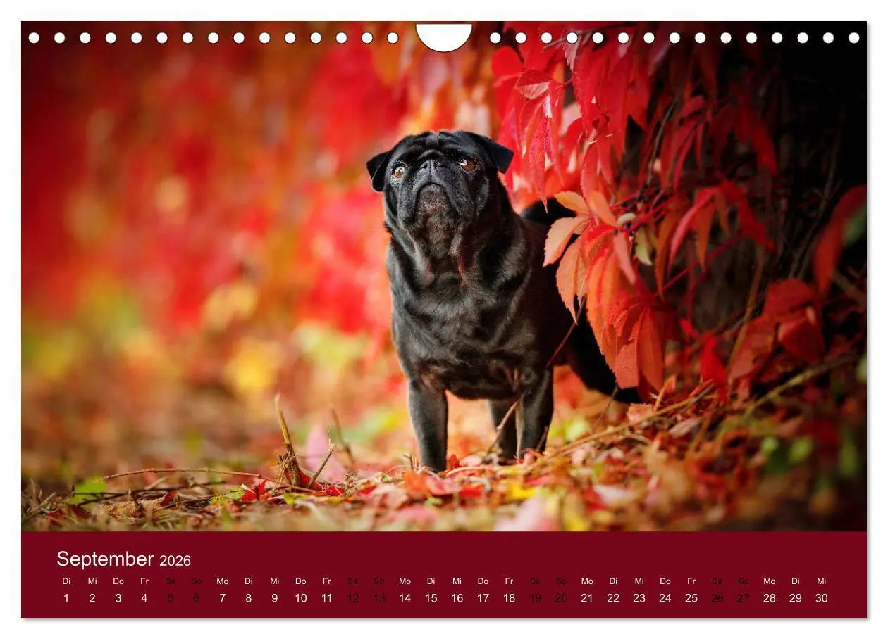 Bild: 9783457706756 | Diesel - ein mopsiges Leben (Wandkalender 2026 DIN A4 quer),...