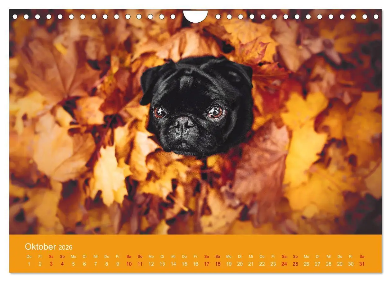 Bild: 9783457706756 | Diesel - ein mopsiges Leben (Wandkalender 2026 DIN A4 quer),...