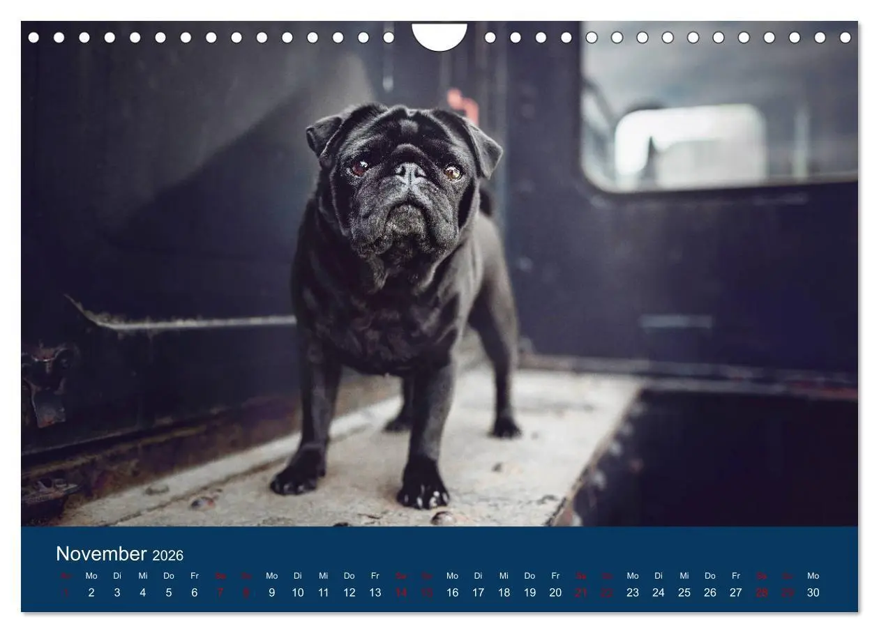 Bild: 9783457706756 | Diesel - ein mopsiges Leben (Wandkalender 2026 DIN A4 quer),...