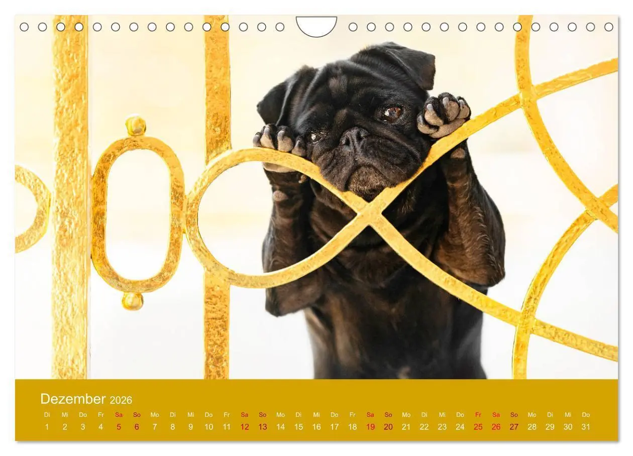 Bild: 9783457706756 | Diesel - ein mopsiges Leben (Wandkalender 2026 DIN A4 quer),...