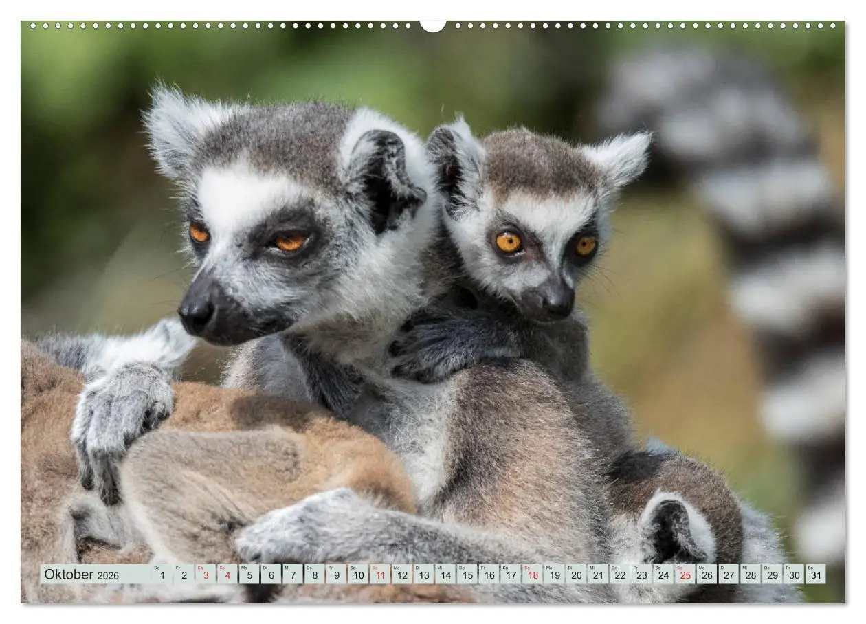 Bild: 9783457747056 | Makis ganz süss (hochwertiger Premium Wandkalender 2026 DIN A2...