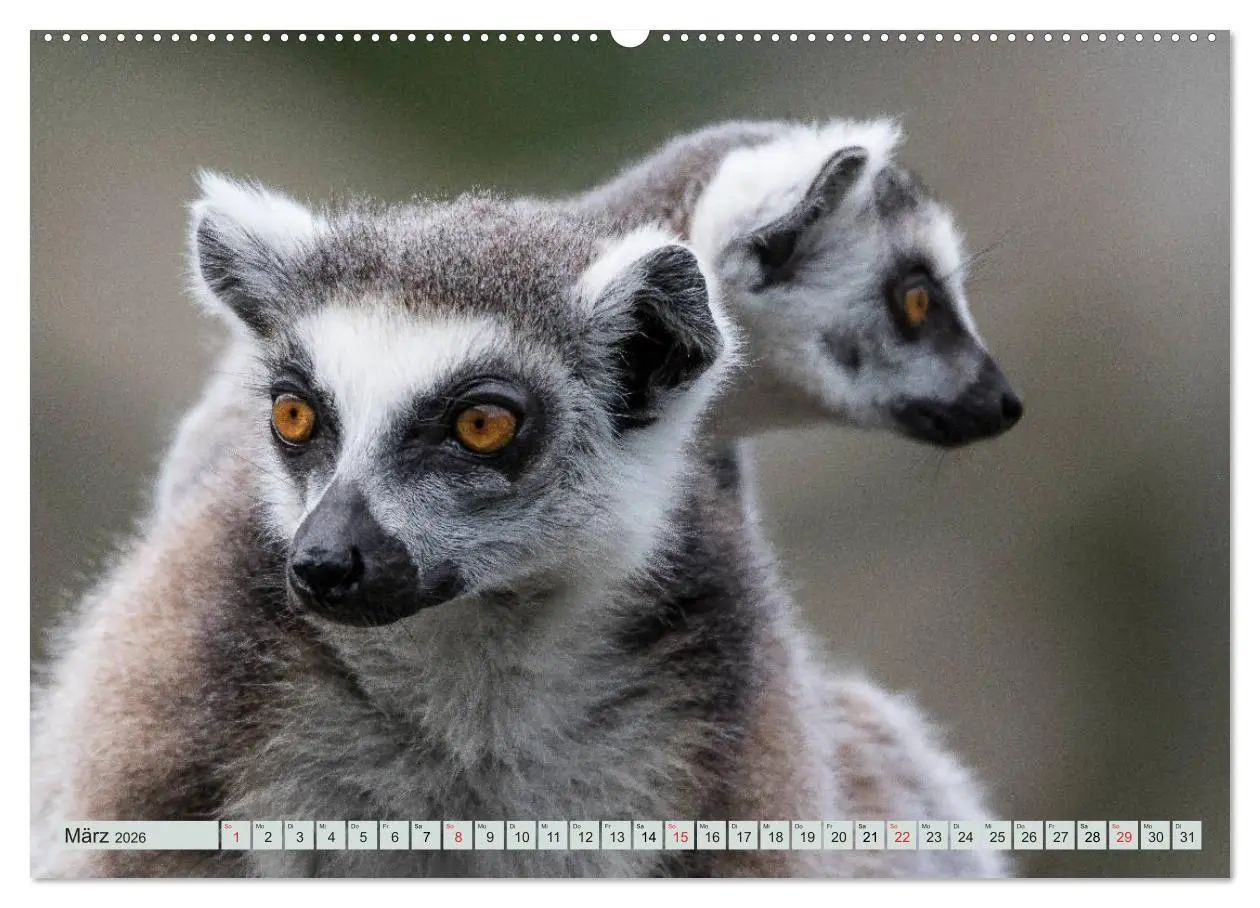 Bild: 9783457747056 | Makis ganz süss (hochwertiger Premium Wandkalender 2026 DIN A2...