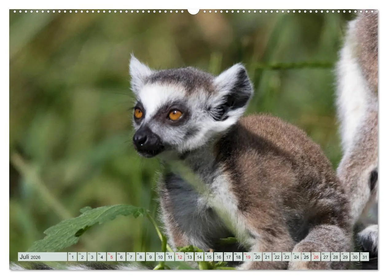Bild: 9783457747056 | Makis ganz süss (hochwertiger Premium Wandkalender 2026 DIN A2...