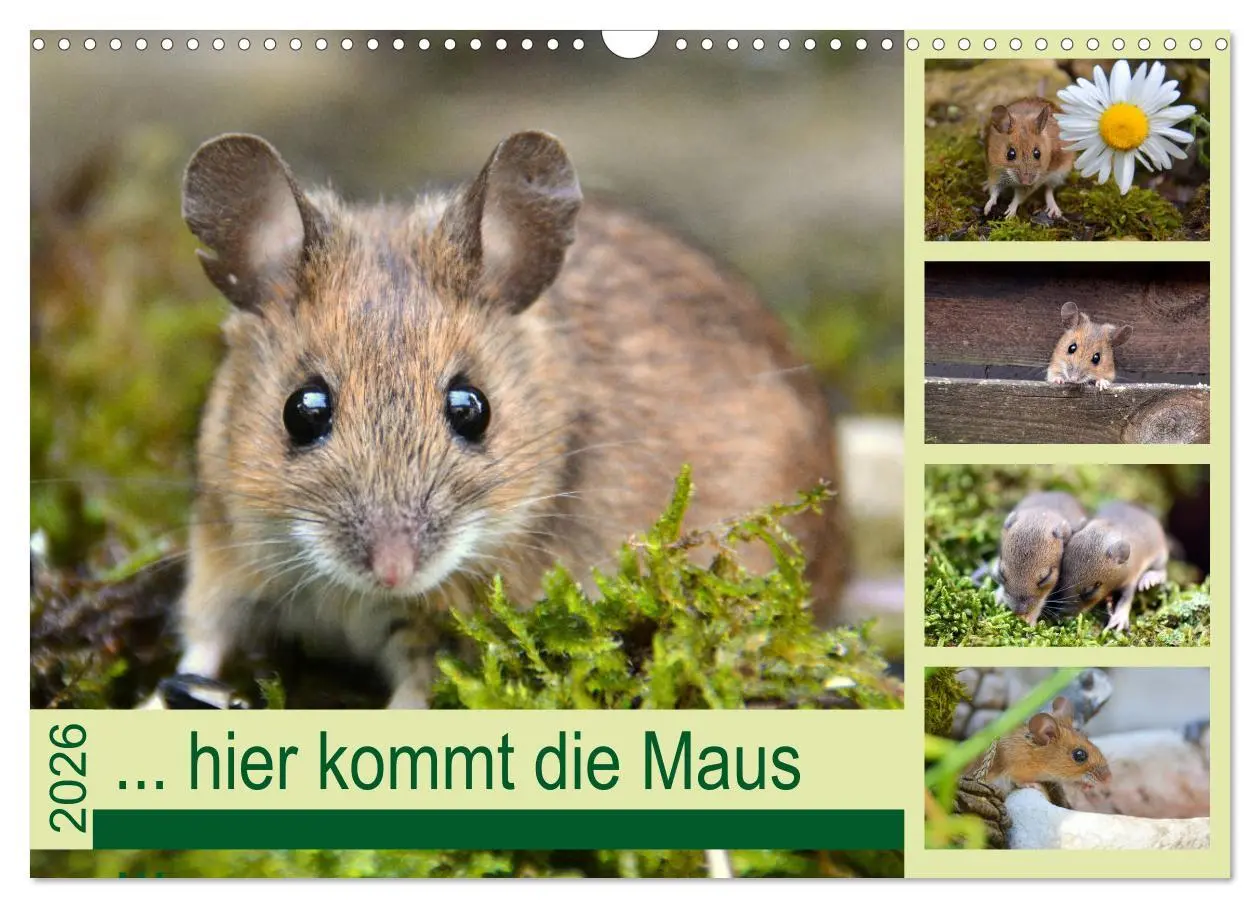 Cover: 9783457807156 | ... hier kommt die Maus ... (Wandkalender 2026 DIN A3 quer),...