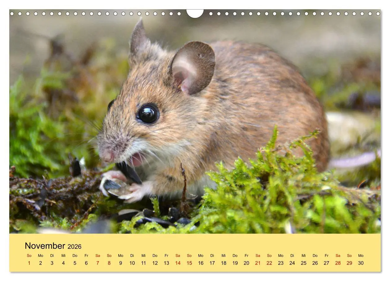 Bild: 9783457807156 | ... hier kommt die Maus ... (Wandkalender 2026 DIN A3 quer),...