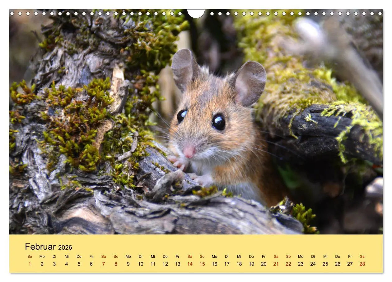 Bild: 9783457807156 | ... hier kommt die Maus ... (Wandkalender 2026 DIN A3 quer),...