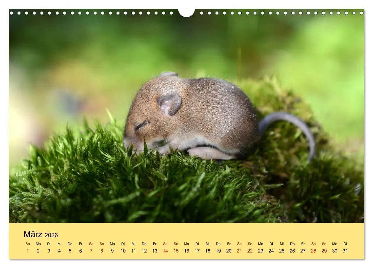 Bild: 9783457807156 | ... hier kommt die Maus ... (Wandkalender 2026 DIN A3 quer),...