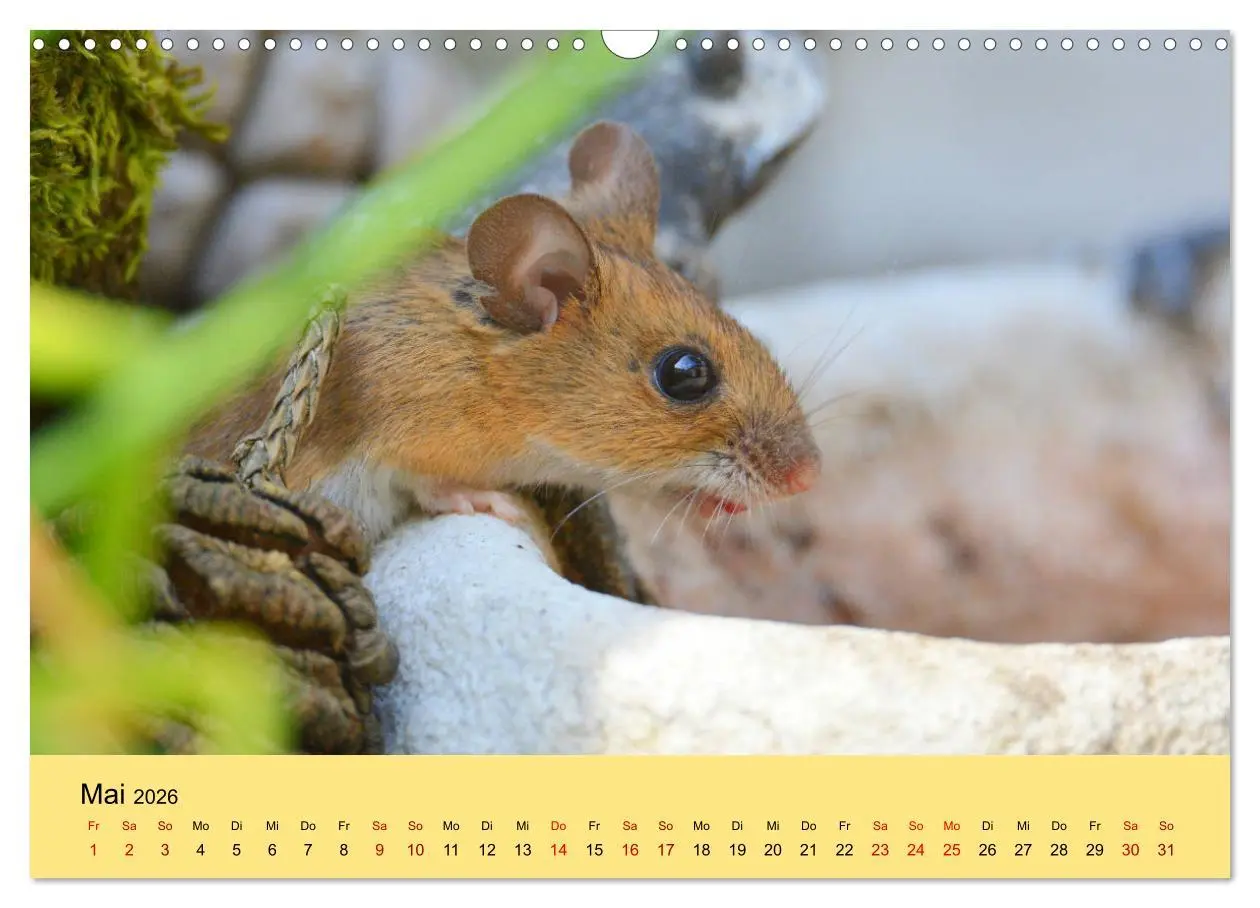 Bild: 9783457807156 | ... hier kommt die Maus ... (Wandkalender 2026 DIN A3 quer),...