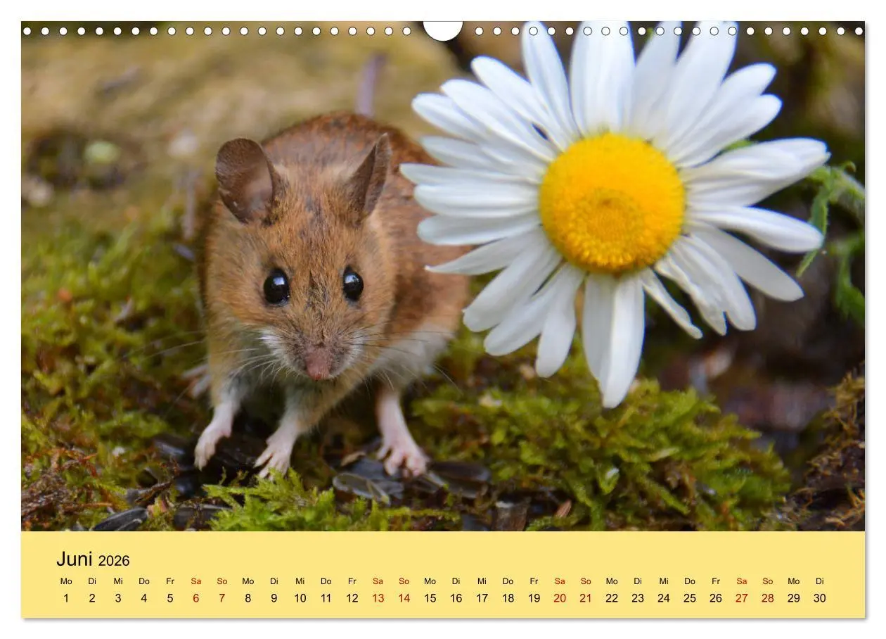 Bild: 9783457807156 | ... hier kommt die Maus ... (Wandkalender 2026 DIN A3 quer),...