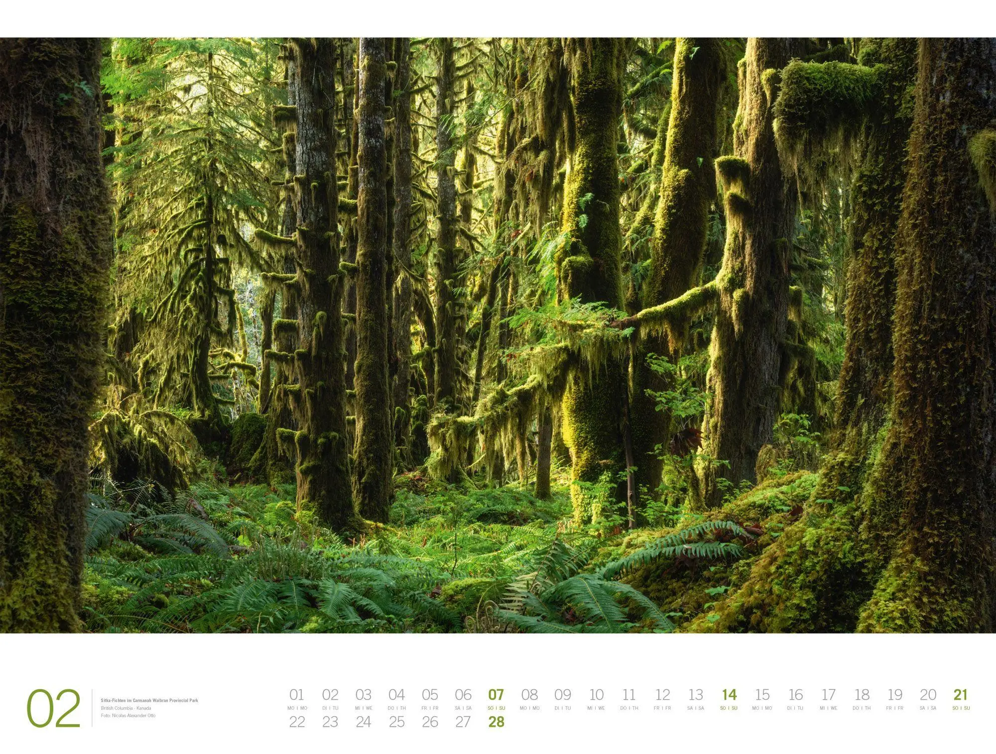 Bild: 9783838437156 | Wald Gallery Kalender 2027 | Ackermann Kunstverlag GmbH | Kalender