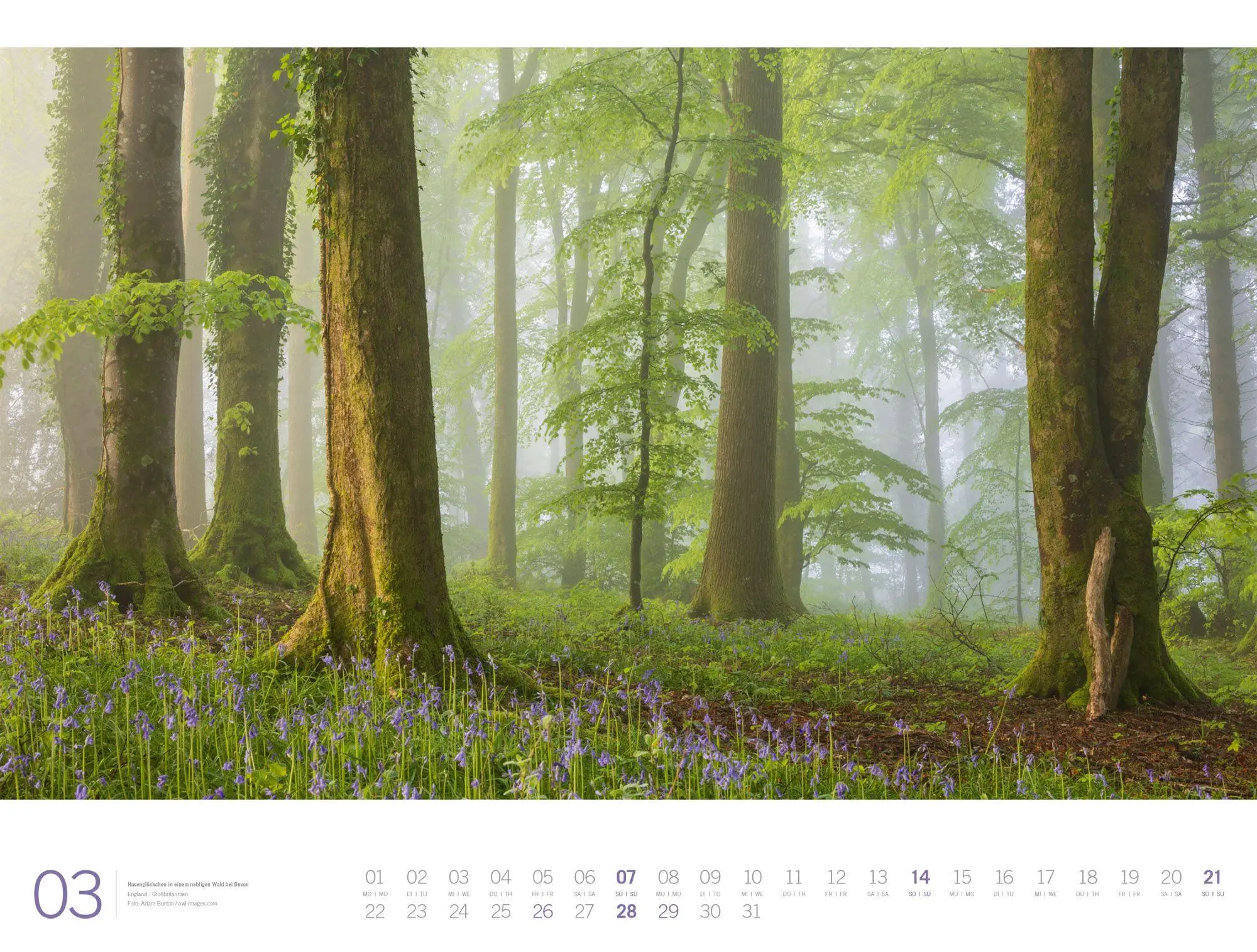 Bild: 9783838437156 | Wald Gallery Kalender 2027 | Ackermann Kunstverlag GmbH | Kalender