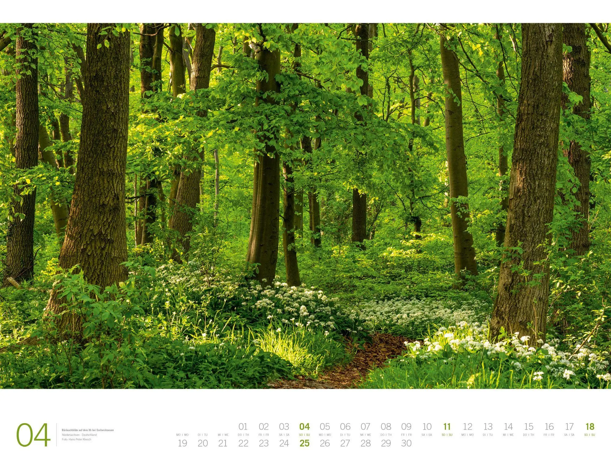 Bild: 9783838437156 | Wald Gallery Kalender 2027 | Ackermann Kunstverlag GmbH | Kalender
