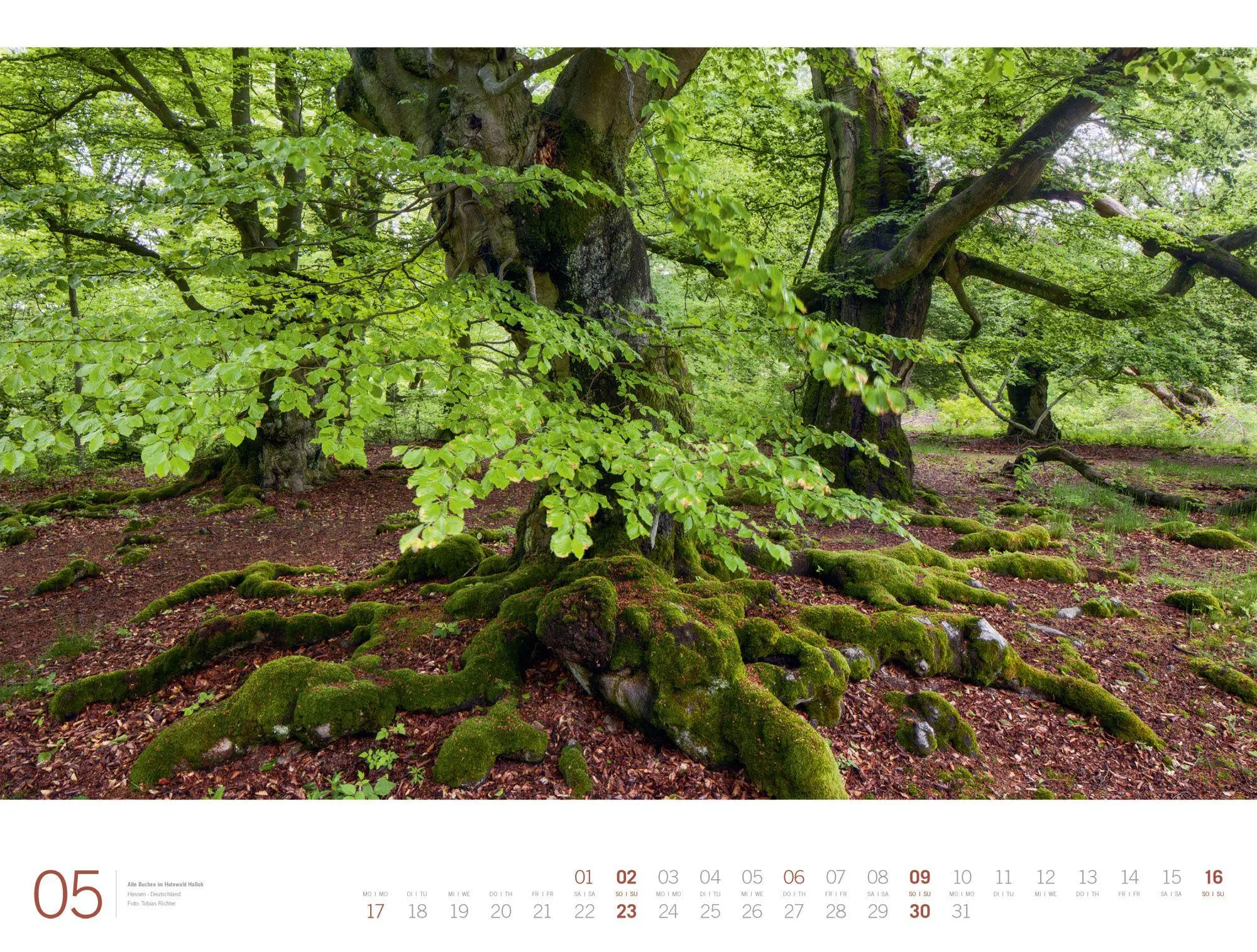 Bild: 9783838437156 | Wald Gallery Kalender 2027 | Ackermann Kunstverlag GmbH | Kalender