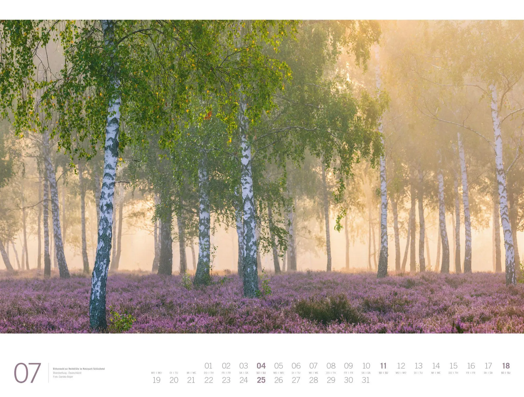 Bild: 9783838437156 | Wald Gallery Kalender 2027 | Ackermann Kunstverlag GmbH | Kalender