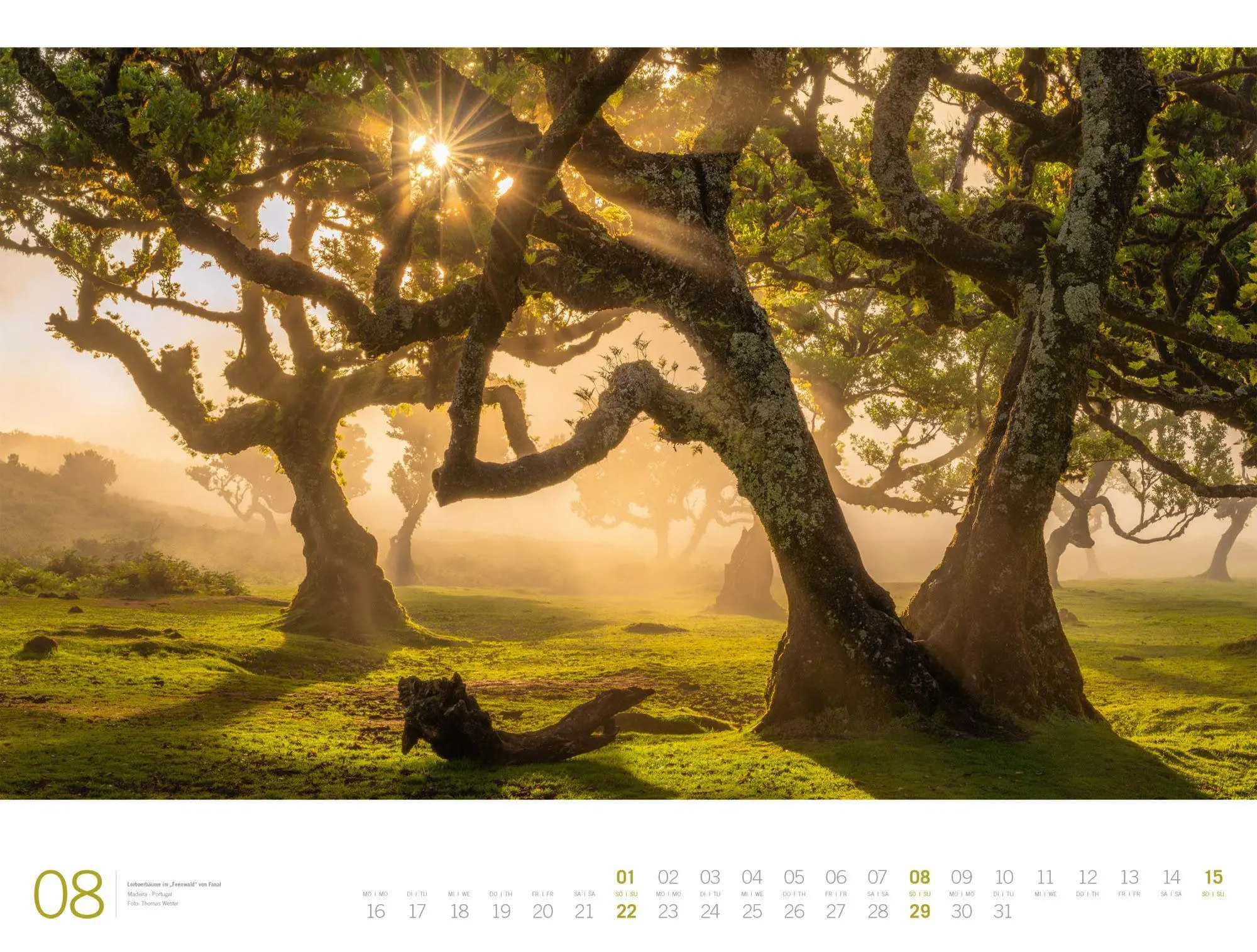 Bild: 9783838437156 | Wald Gallery Kalender 2027 | Ackermann Kunstverlag GmbH | Kalender