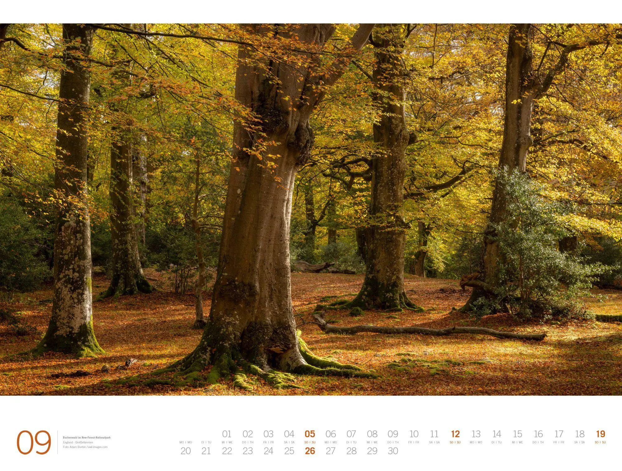 Bild: 9783838437156 | Wald Gallery Kalender 2027 | Ackermann Kunstverlag GmbH | Kalender