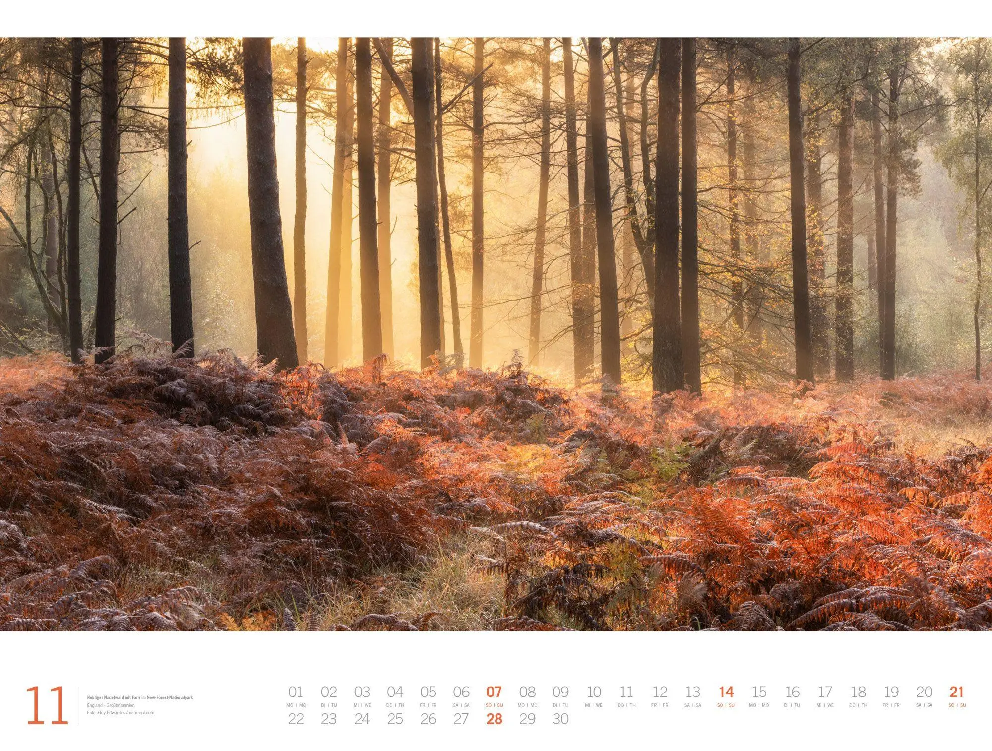 Bild: 9783838437156 | Wald Gallery Kalender 2027 | Ackermann Kunstverlag GmbH | Kalender