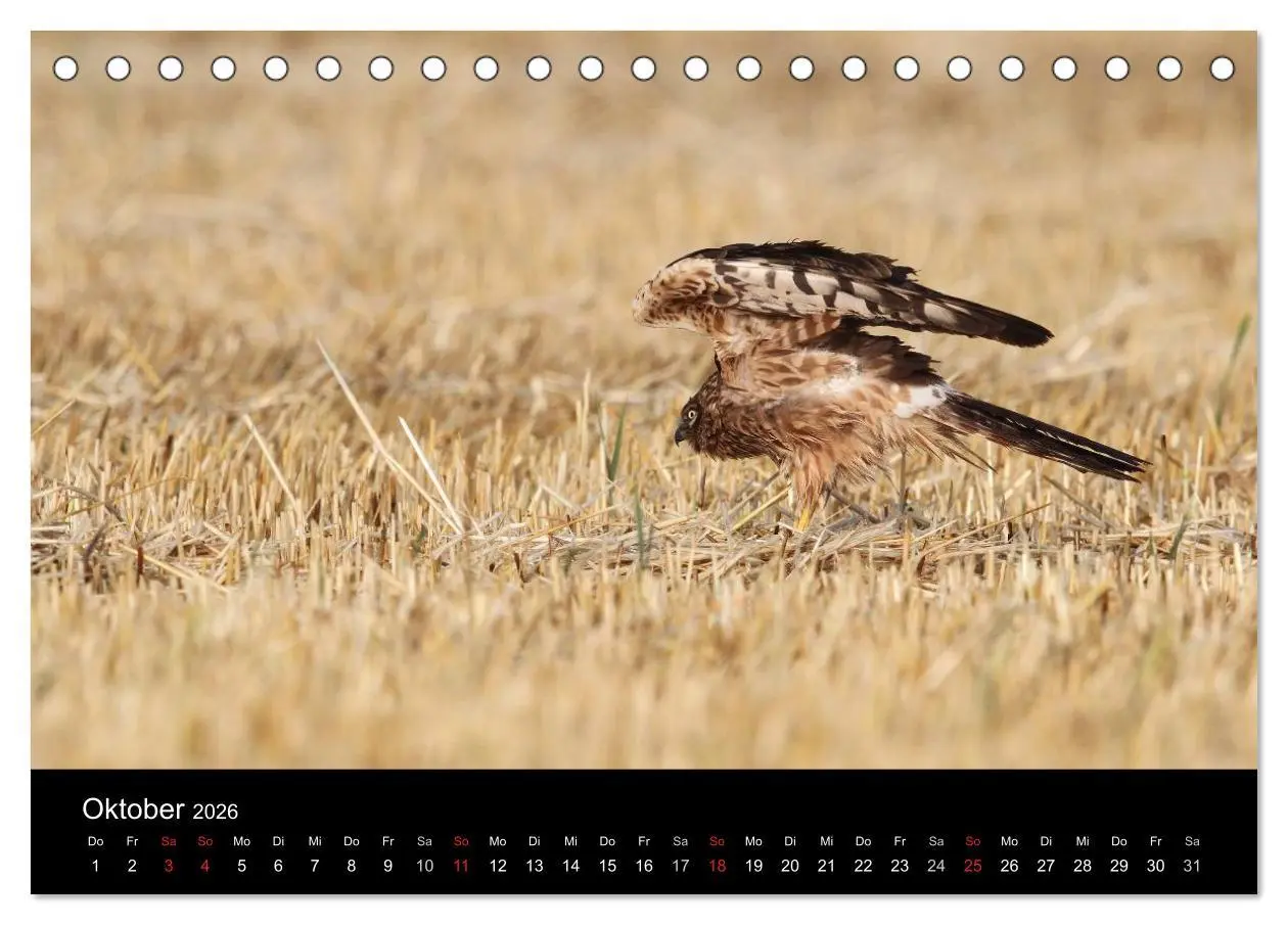 Bild: 9783516127256 | Wiesenweihen in Deutschland (Tischkalender 2026 DIN A5 quer),...