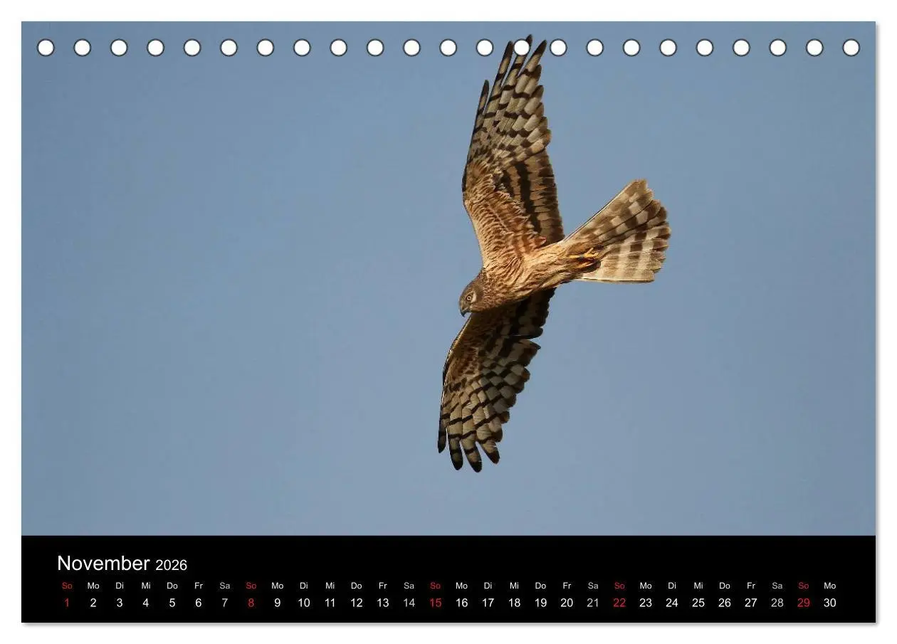 Bild: 9783516127256 | Wiesenweihen in Deutschland (Tischkalender 2026 DIN A5 quer),...