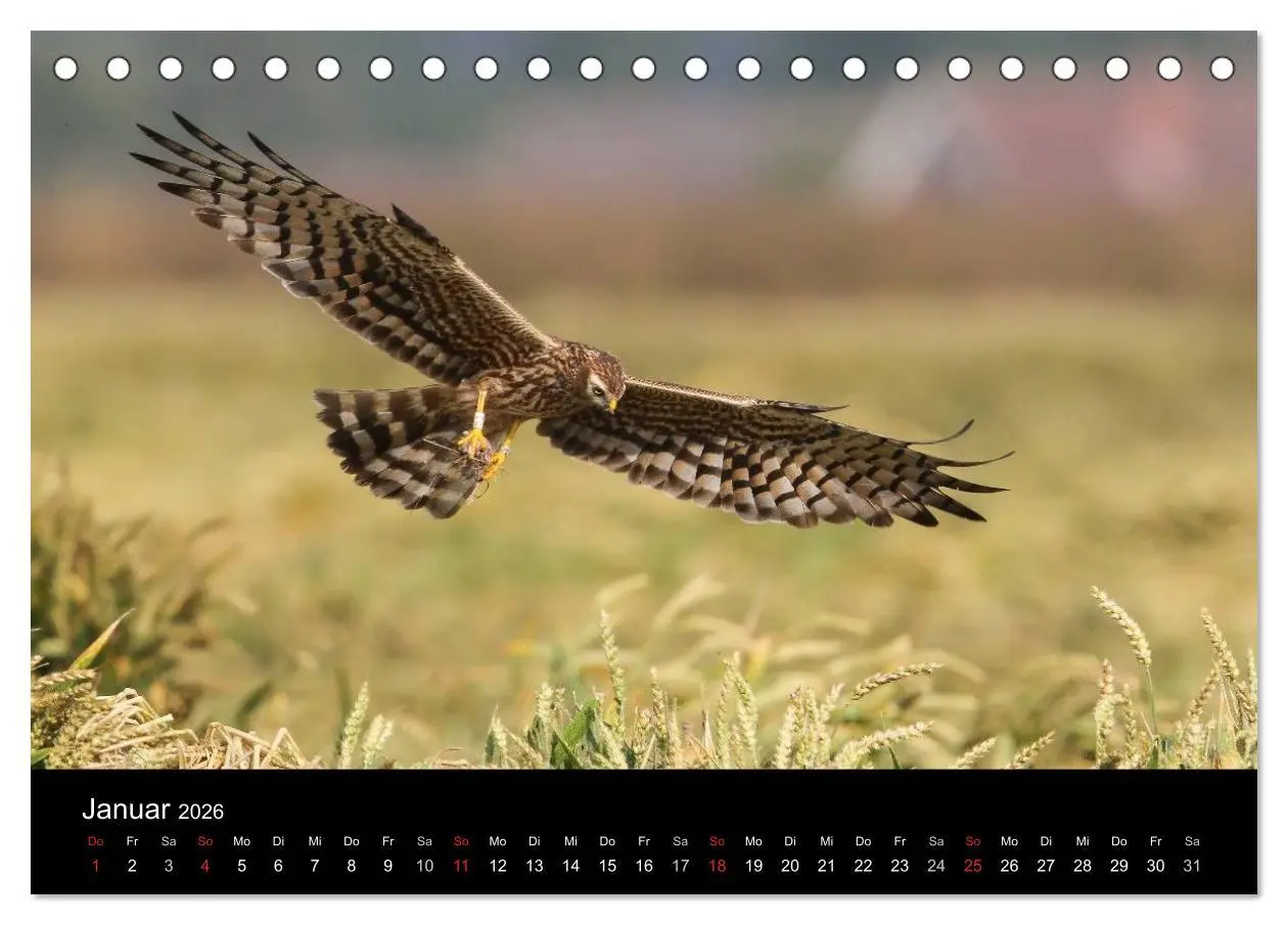 Bild: 9783516127256 | Wiesenweihen in Deutschland (Tischkalender 2026 DIN A5 quer),...