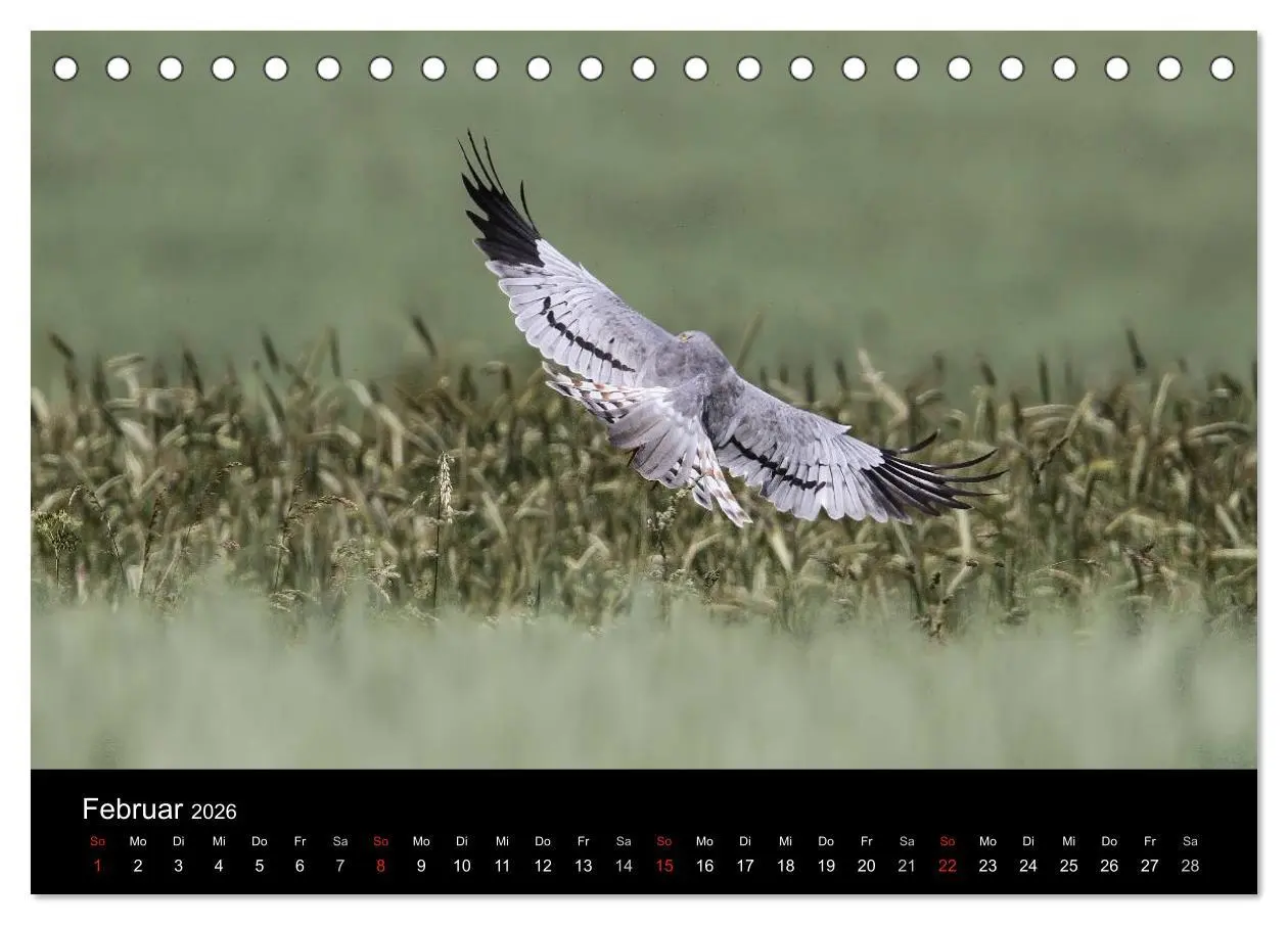 Bild: 9783516127256 | Wiesenweihen in Deutschland (Tischkalender 2026 DIN A5 quer),...
