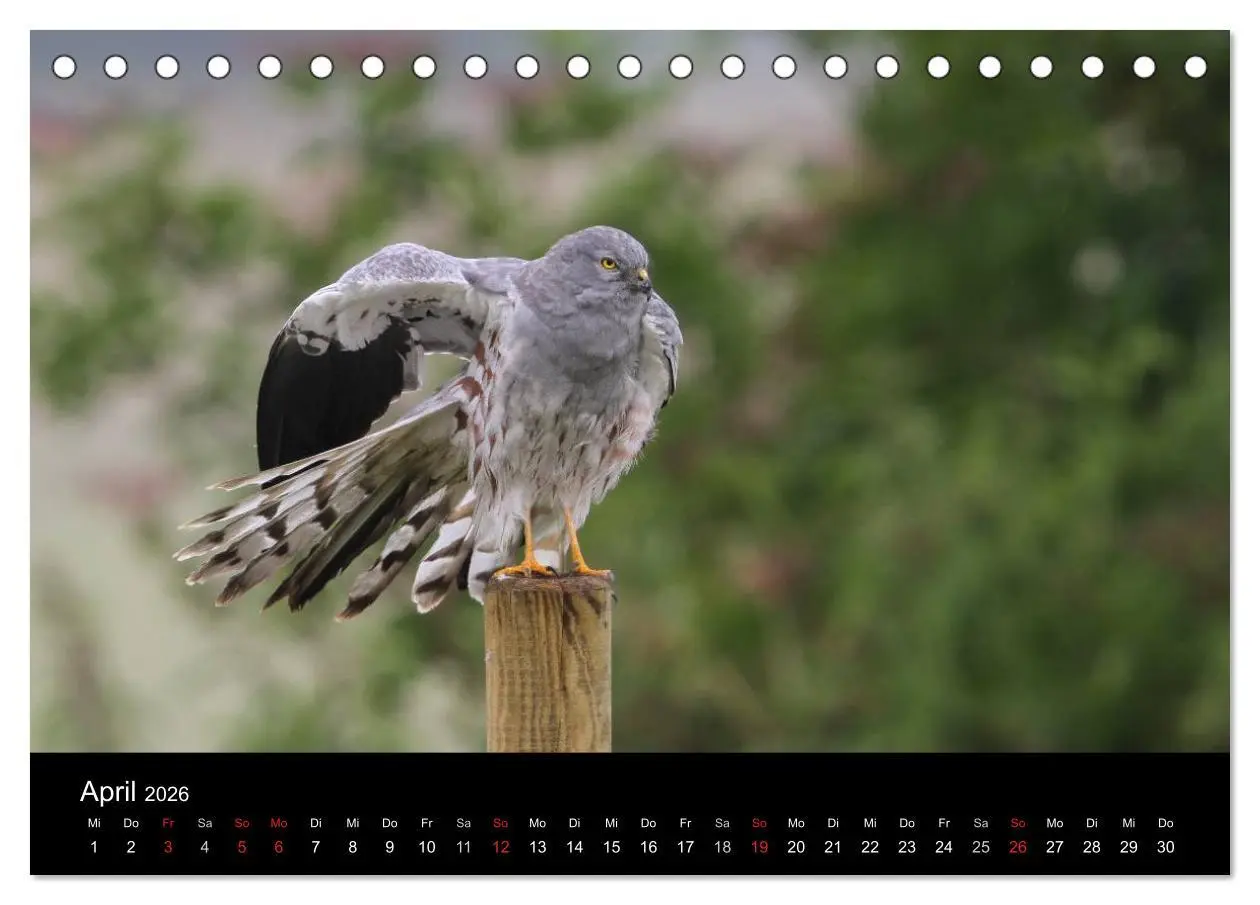 Bild: 9783516127256 | Wiesenweihen in Deutschland (Tischkalender 2026 DIN A5 quer),...