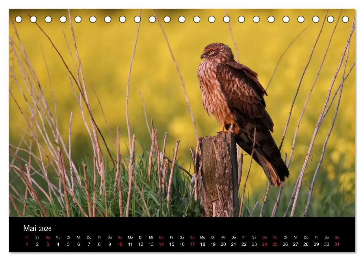 Bild: 9783516127256 | Wiesenweihen in Deutschland (Tischkalender 2026 DIN A5 quer),...