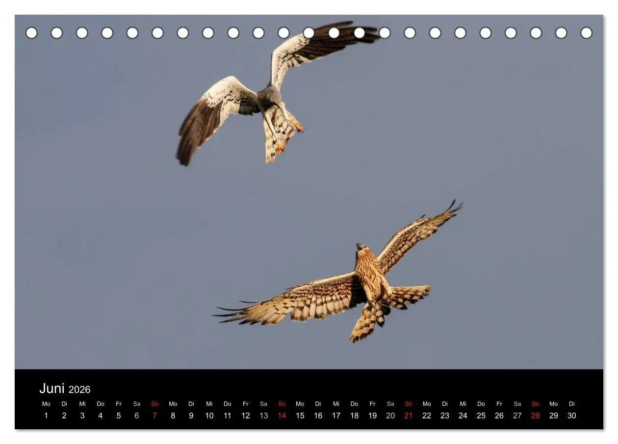 Bild: 9783516127256 | Wiesenweihen in Deutschland (Tischkalender 2026 DIN A5 quer),...