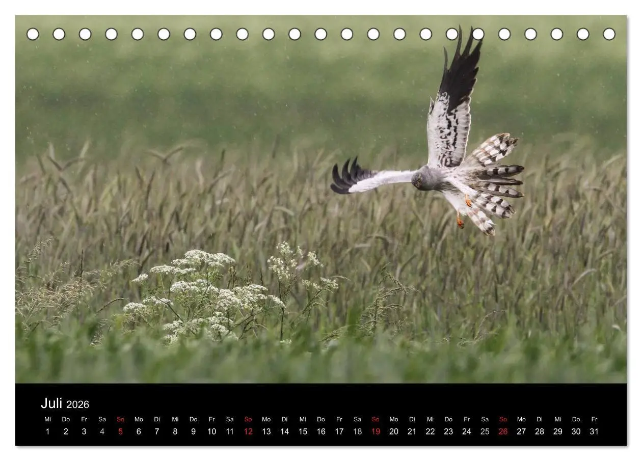 Bild: 9783516127256 | Wiesenweihen in Deutschland (Tischkalender 2026 DIN A5 quer),...